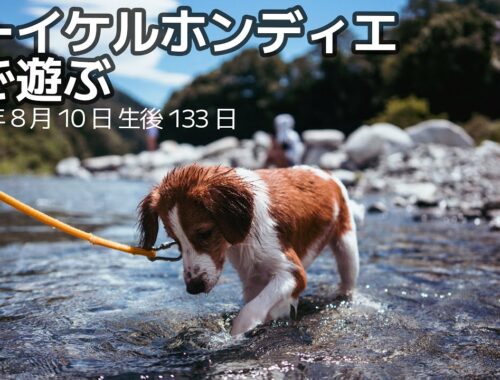 【コーイケルホンディエ】川遊びをする子犬