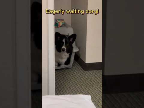 Cardigan corgi eagerly waiting for his food ready #dog #corgi #コーギー #코기 #柯基 #totle #dogfood #hotel