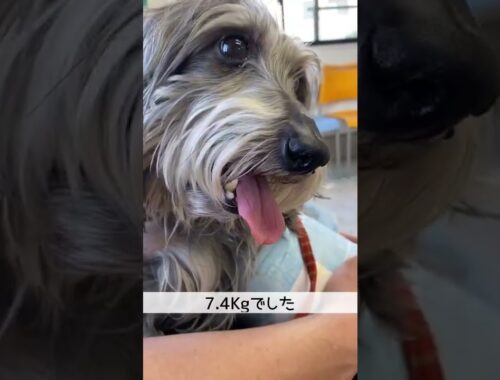 ダイエット犬【ミニチュアダックスワイヤー】何キロ減った？