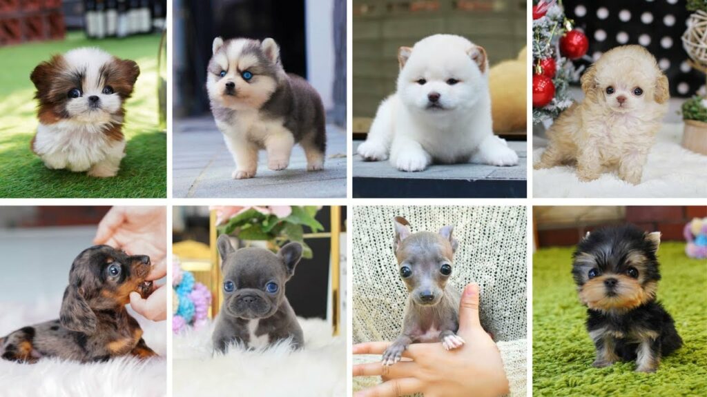 Teacup Dogs – 15 Cute Miniature Dog Breeds | Teacup Puppies Teacup Dogs - 15 Cute Miniature Dog Breeds | Teacup Puppies