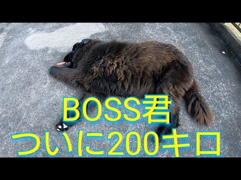 超大型犬ボス君ついに200キロを❗ ニューファンドランド BOSS 200キロワイヤーをちぎる!