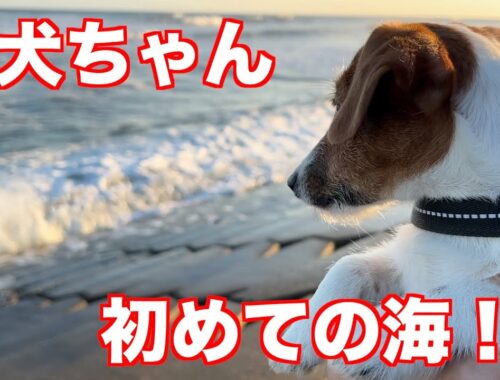 【ジャックラッセルテリア】子犬ちゃんが初めて海までお散歩！！ちゃんと歩けるかな？動物癒し動画「にくきゅう」