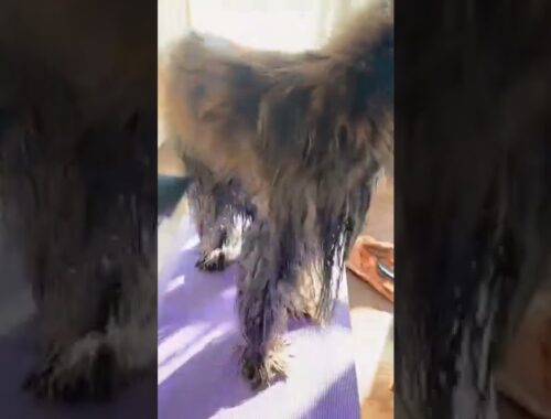Grooming Of Afghan Hound | Afghan Hound Video | Dogs On Internet | #shorts #ytshorts | Paws and Fur