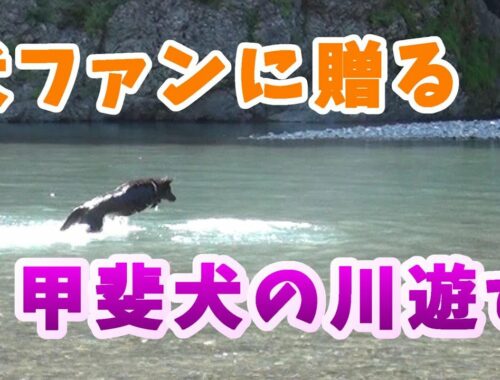 Dog plays in the river (eng sub)