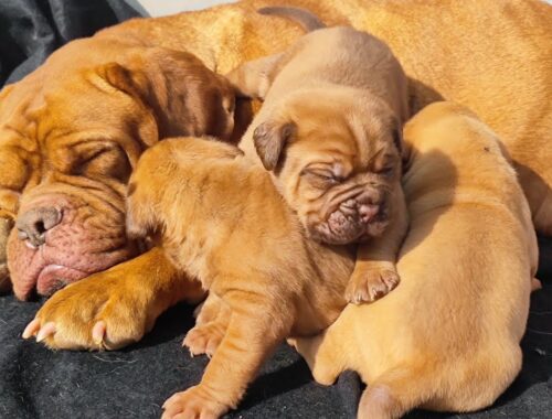 French mastiff Puppies available for new Home 9053119990