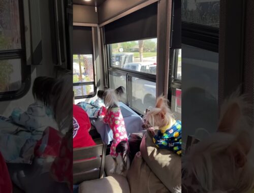 🐕 Chinese Crested Dogs Supervising The RV Wash