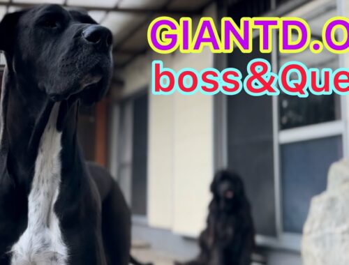 庭に住む巨人🫣 超大型犬 ニューファンドランド ボス君 グレートデン クィーンちゃん 大型犬 多頭飼育 渡辺ボス 犬好き 庭ドッグラン