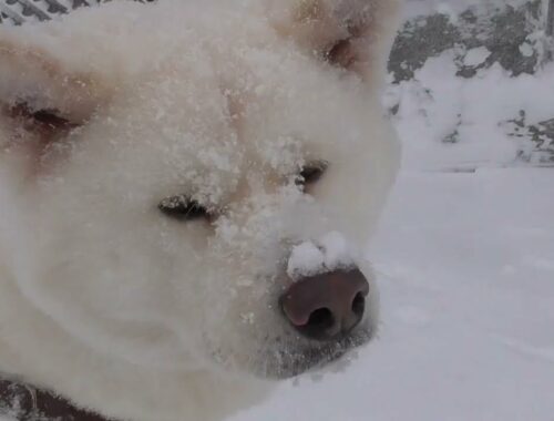 【秋田犬ゆうき】雪のお散歩♪を撮影しようとしたが寒過ぎて飼い主より先に家に入ってしまう【akita dog】