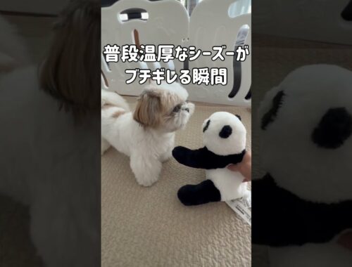 【衝撃】温厚なシーズー犬がブチギレる瞬間 #shorts / Shih Tzu got angry at the stuffed animal.