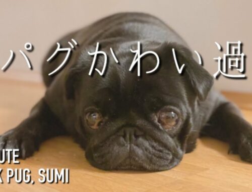 【パグ犬 炭鈴】ともかく黒パグがめっちゃ可愛い(*´꒳`*) | OUR BEAUTIFUL BLACK PUG, SUMI | Pug
