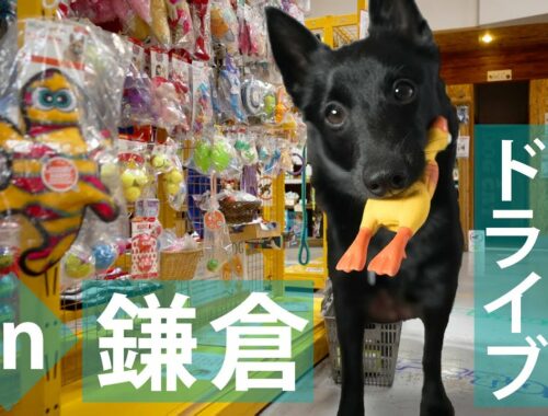 《愛犬と行く》おすすめスポット in 鎌倉