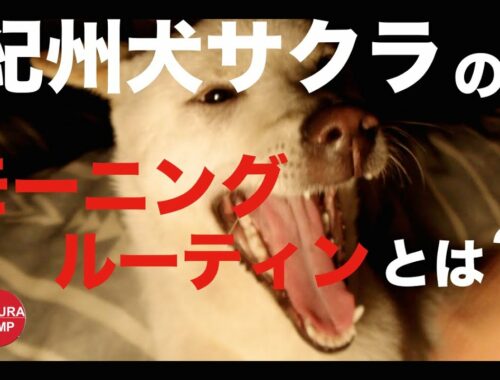 【犬と暮らす】紀州犬サクラのモーニングルーティンとは？