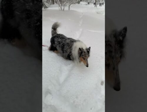 7 year old Lassie Collie Dog experienced her first snow day and LOVED IT