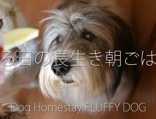 ＊Dog Homestay FLUFFY DOG＊ある日の長生き朝ごはん＊ポーリッシュ大くんの簡単犬ごはんレシピ。