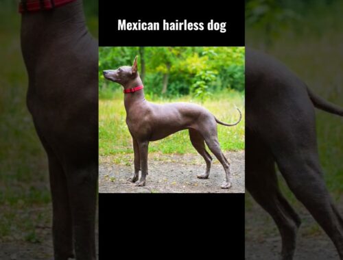 This Unusual  Dog Breed is known as Xoloitzcuintle 🐕‍🦺