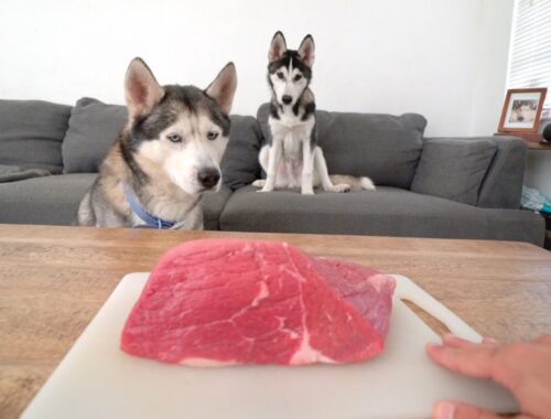 Leaving My Puppy Husky and His Dad Home Alone with a Big Raw Steak..