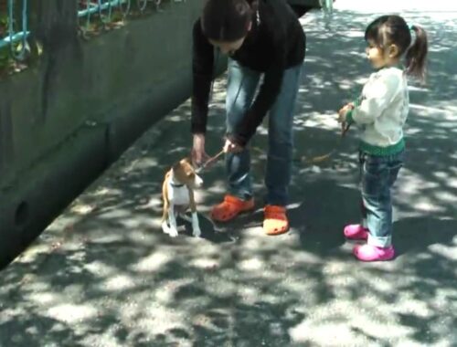 バセンジーの子犬、お散歩デビュー　Basenji puppy, went for a walk first