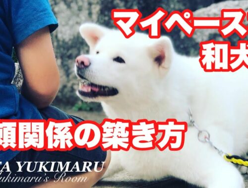 【大型犬】４０キロの秋田犬をコントロール！？ドッグトレーナさんと訓練中の雪丸の話
