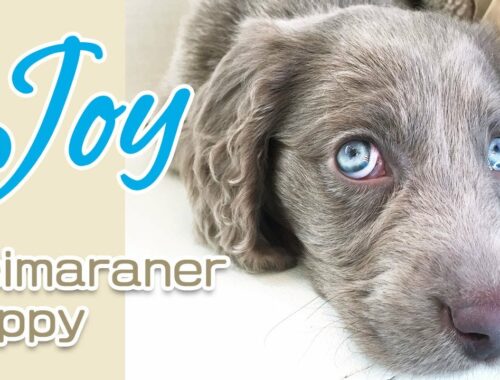 【青い目の子犬】青い目が美しいワイマラナーの子犬　Weimaraner 3months puppy