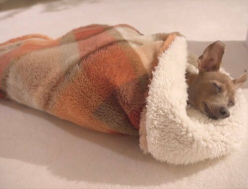 お風呂あがりにお包みされて寝落ちしちゃった子鹿犬、とても寒い日ルーティン【ミニピン／元保護犬】