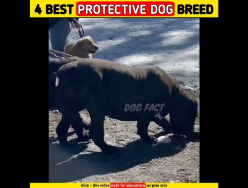 सबसे best 4 protective dog breed || Protective dog (part-2) #shorts