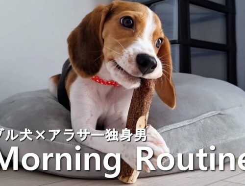 【モーニングルーティン】ビーグル犬と暮らす癒される朝