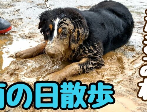 雨が大好きなバーニーズマウンテンドッグ【大型犬】6ヶ月