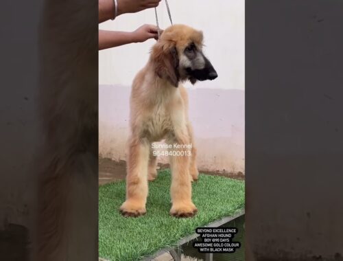 Awesome Rare Gold Afghan Hound Boy @3 Months age | Sunrise Kennel | Rare Breed | 9548400013 ☎️📞