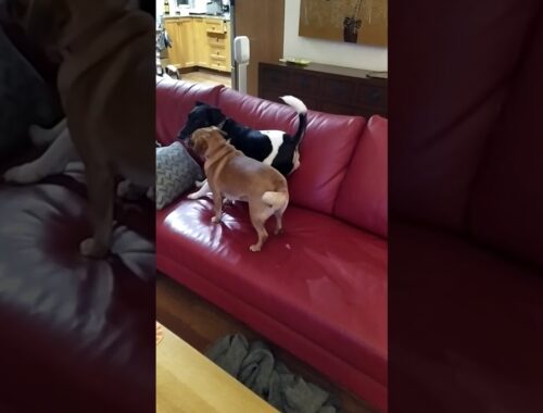 Spike the Smooth Fox Terrier and DeeDee playtime!