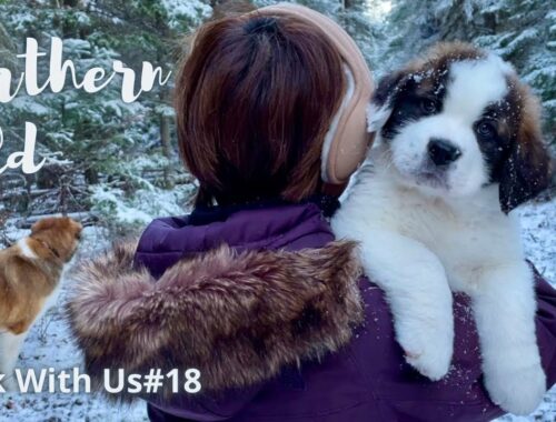 セントバーナードの子犬ボウ 初めての森歩き／一緒に散歩しよう＃18／【超大型犬とカナダで田舎暮らし・海外生活】犬Vlog