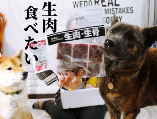 生肉食べたい甲斐犬VS生肉紹介したい主‼【甲斐犬・柴犬】@wantanosuke