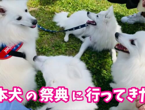 日本犬の祭典「ZIPANG2019」に日本スピッツちぃ。も初参加！ / Japanese Dogs Festa "ZIPANG2019"
