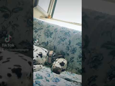 Daily dog life of dog mom Sabrina, dalmatian Balmain & toy poodle Burberry - italian dog