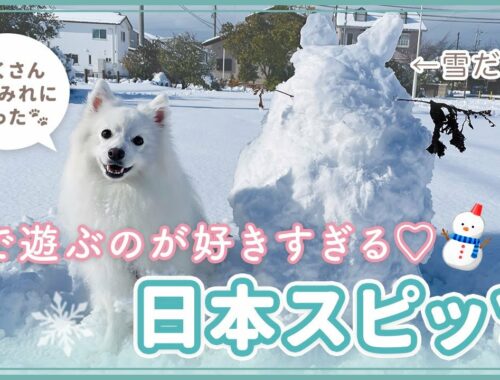 【雪まみれ】雪で遊ぶのが好きすぎる日本スピッツ🐾【お散歩】