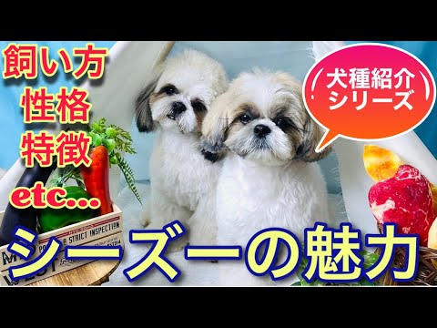 シーズーの魅力や特徴について犬種紹介シリーズ【#68】