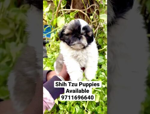 Shih Tzu Puppies Available 9711696640 #dog #pets #shihtzudog #shihtzu #shihtzukennel #cutepuppy