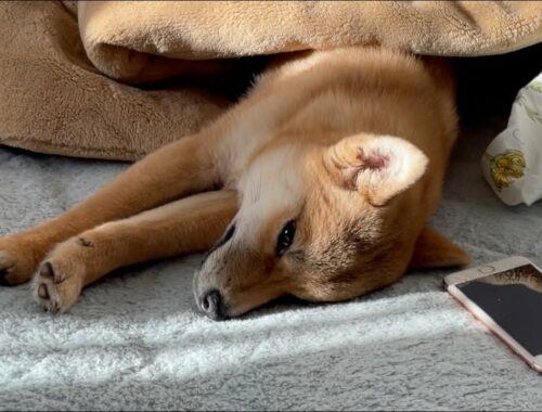 【柴犬小夏】いっぱい遊んでとろけるように寝る　しあわせの村　生後５ヶ月