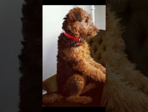 Airedale Terriers#dog #viral