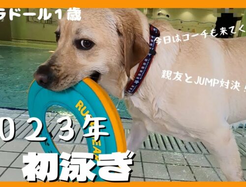 【ラブラドールレトリーバー】大型犬１歳　2023年初泳ぎ　水遊びが好き過ぎる親友とJUMP競争