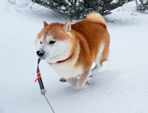 大雪の中では柴犬を絶対に追い抜いてはいけません。