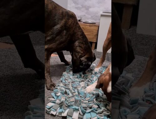 Great Mind And Nose Work: Boxers Searching For Hidden Treats! 😍