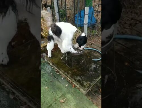 イングリッシュコッカースパニエルの楽しく激しい水遊び🤣🤣🤣　English Cocker Spaniel enjoy to play with water. #shorts