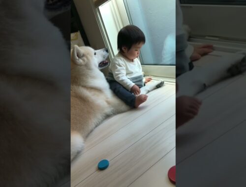 【秋田犬と赤ちゃん】相思相愛な犬と人間の兄弟