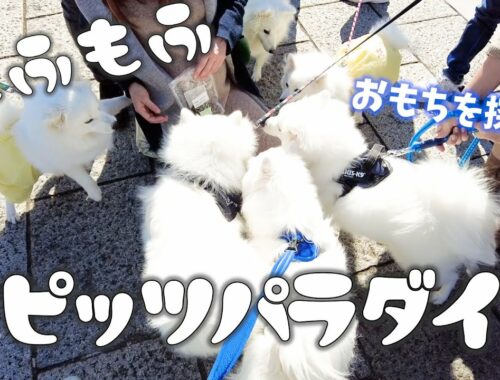 【犬とお出かけ】赤レンガで日本スピッツ大集合!!