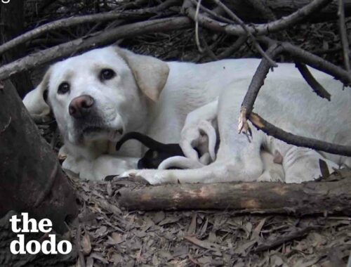 Stray Labrador Won’t Let Rescuers Near Her Puppies | The Dodo