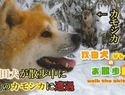 秋田犬の散歩中に「野生のニホンカモシカ」と遭遇　＆　庭に遊びに来た「野生のニホンカモシカ」