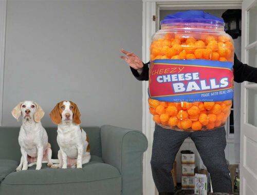 Giant Cheese Balls vs Funny Dogs Prank: Funny Dogs Maymo, Potpie, Penny & Cute Puppy Dog Indie