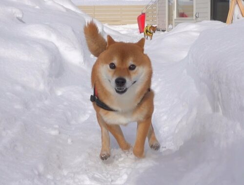 【大雪】９時間かけて除雪した成果がこちら【柴犬】