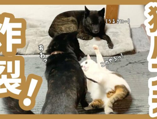 【甲斐犬】めちゃめちゃ犬の遊び相手になってくれてる猫のパンチが可愛すぎる〜！