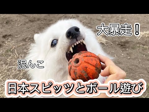 愛犬とのボール遊びが激しすぎた【日本スピッツ】